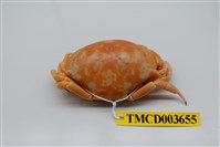 藏品(隆背瓢蟹)的圖片